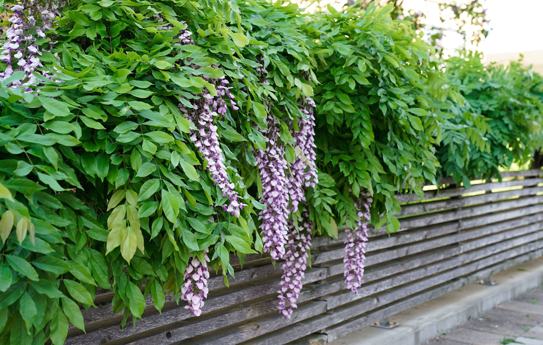 Buffalo-Magazine-Dave-Jarosz-Martin-House-Purple-Plant